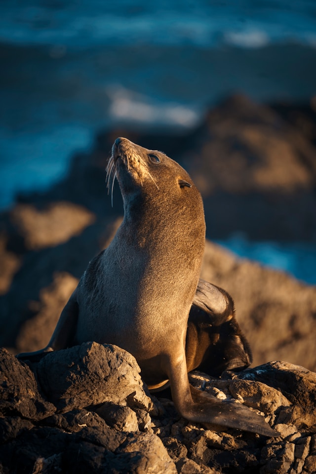 Rescued: Young Monk Seal in Milos Under MOm’s Care